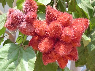Big Red Fuzzy Pods